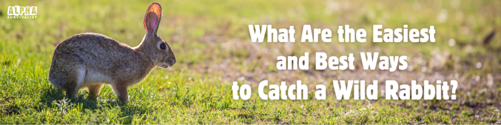 What Are the Easiest and Best Ways to Catch a Wild Rabbit?