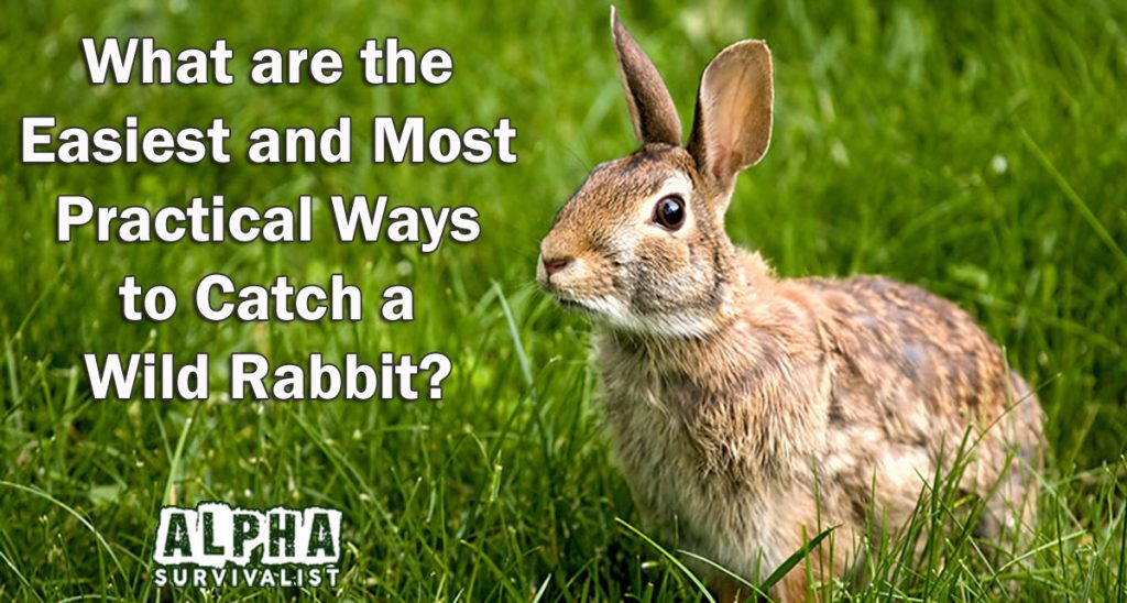 What Are the Easiest and Most Practical Ways to Catch a Wild Rabbit