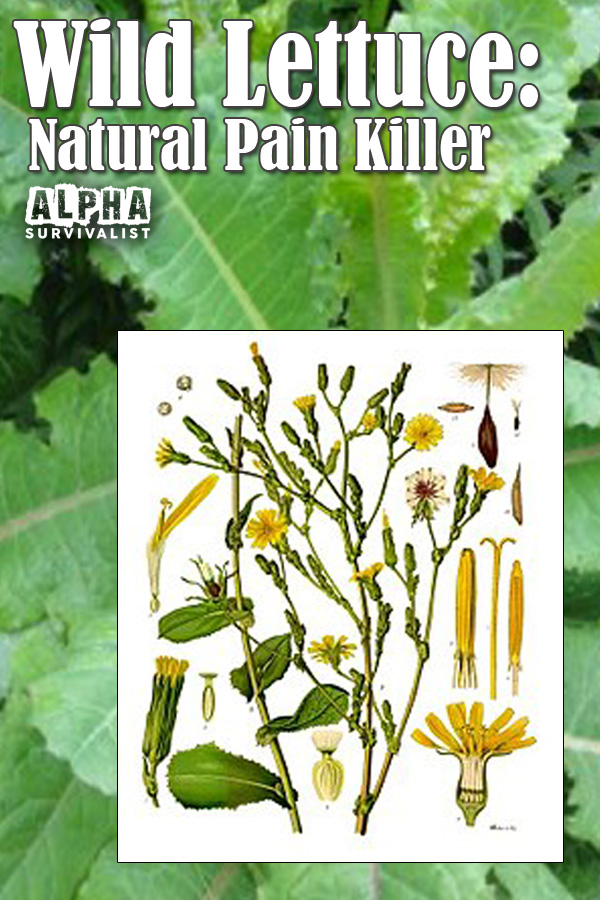 Wild Lettuce Natural Pain Killer Identification, Use, and Preparation