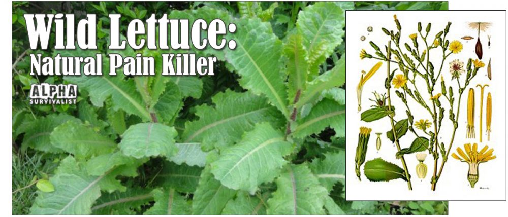 Wild Lettuce Natural Pain Killer