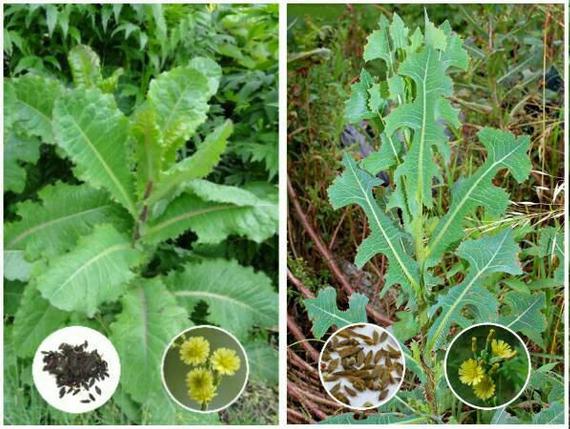 Wild Lettuce and Prickly Lettuce