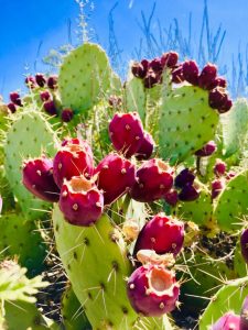 Prickly Pear Cactus