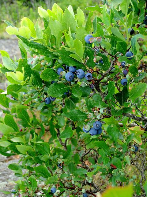 Wild Blueberry - Foraging for berries